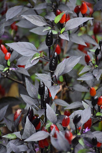 Royal Black Pepper Seeds - The Pepper Pantry (Formerly Marie Sharp's)