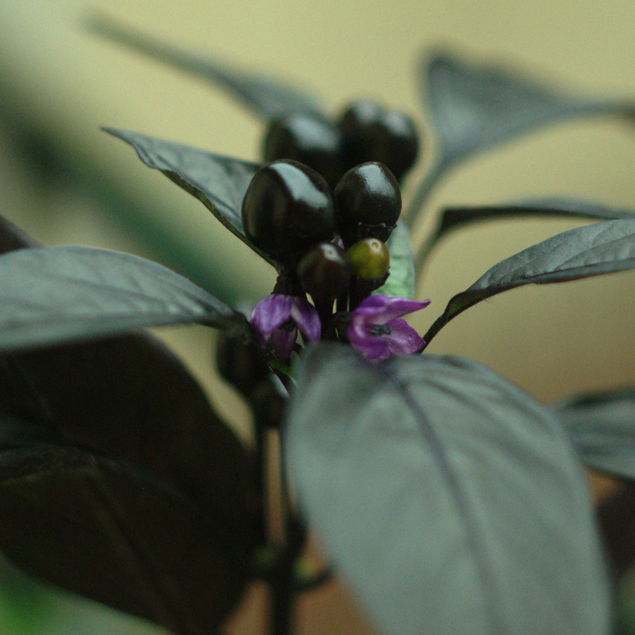 Royal Black Pepper Seeds - The Pepper Pantry (Formerly Marie Sharp's)