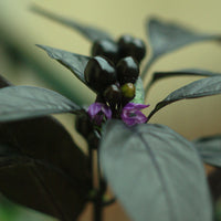 Royal Black Pepper Seeds - The Pepper Pantry (Formerly Marie Sharp's)