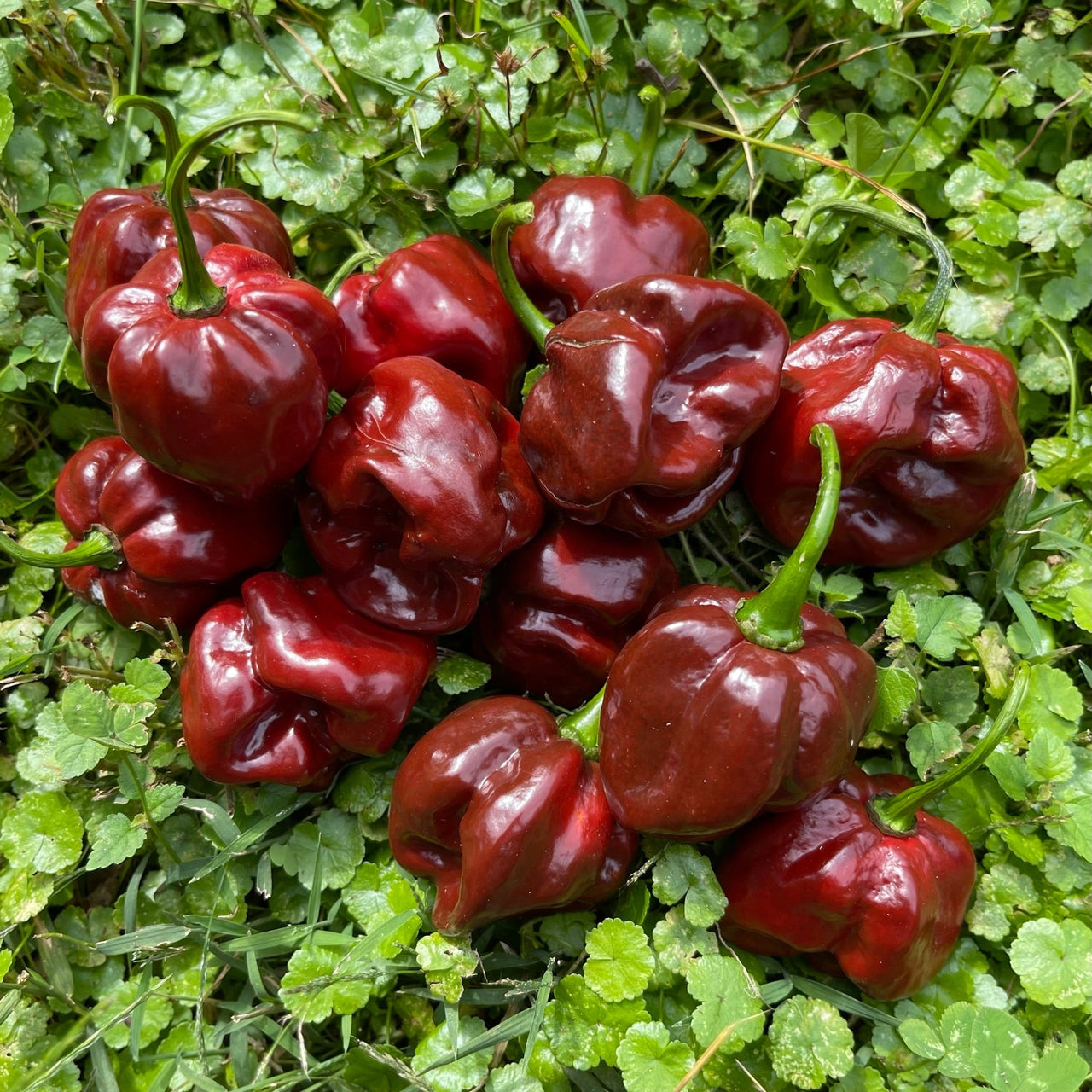 Scotch Bonnet Chocolate - Seeds - The Pepper Pantry (Formerly Marie Sharp's)