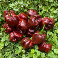 Scotch Bonnet Chocolate - Seeds - The Pepper Pantry (Formerly Marie Sharp's)