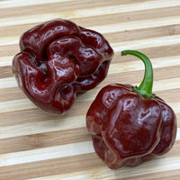 Scotch Bonnet Chocolate - Seeds - The Pepper Pantry (Formerly Marie Sharp's)
