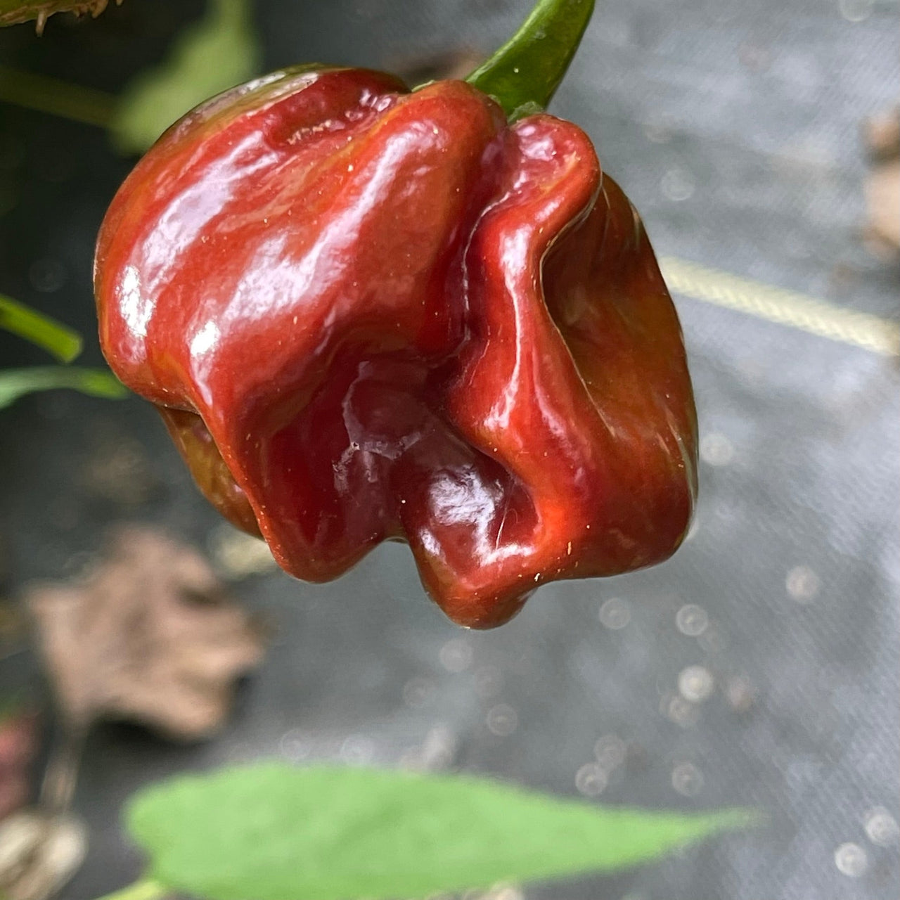 Scotch Bonnet Chocolate - Seeds - The Pepper Pantry (Formerly Marie Sharp's)