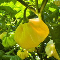 Scotch Bonnet Cream - Seeds - The Pepper Pantry (Formerly Marie Sharp's)