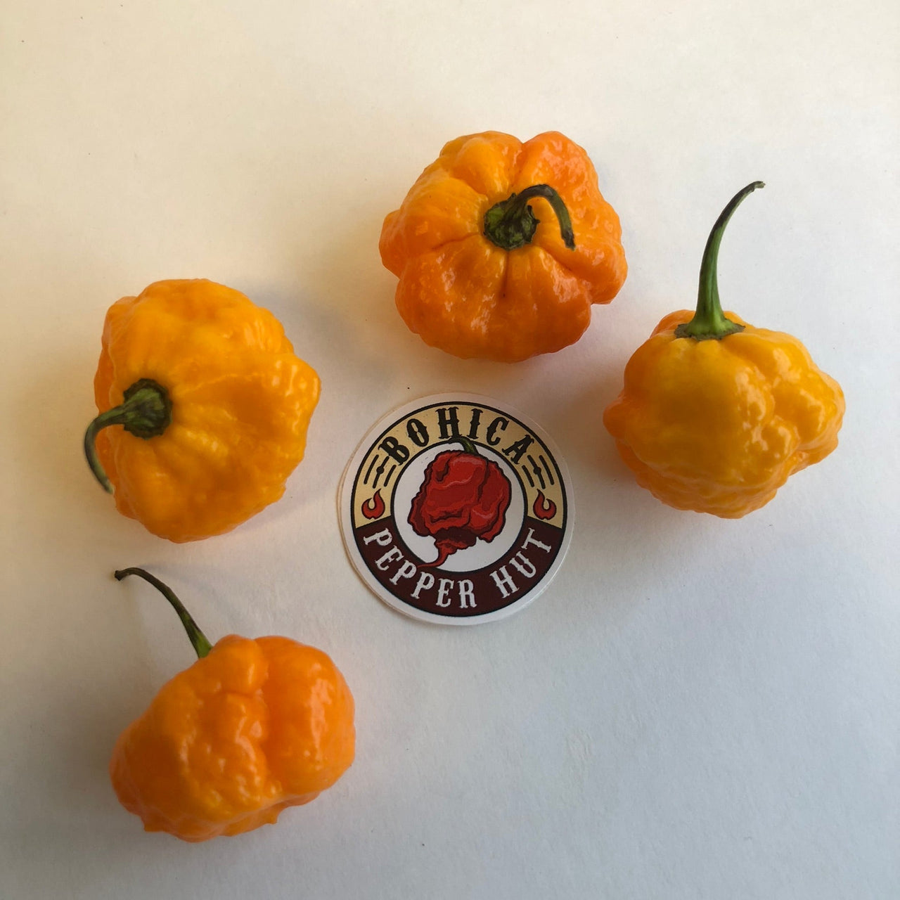 Scotch Brains - Seeds - The Pepper Pantry (Formerly Marie Sharp's)