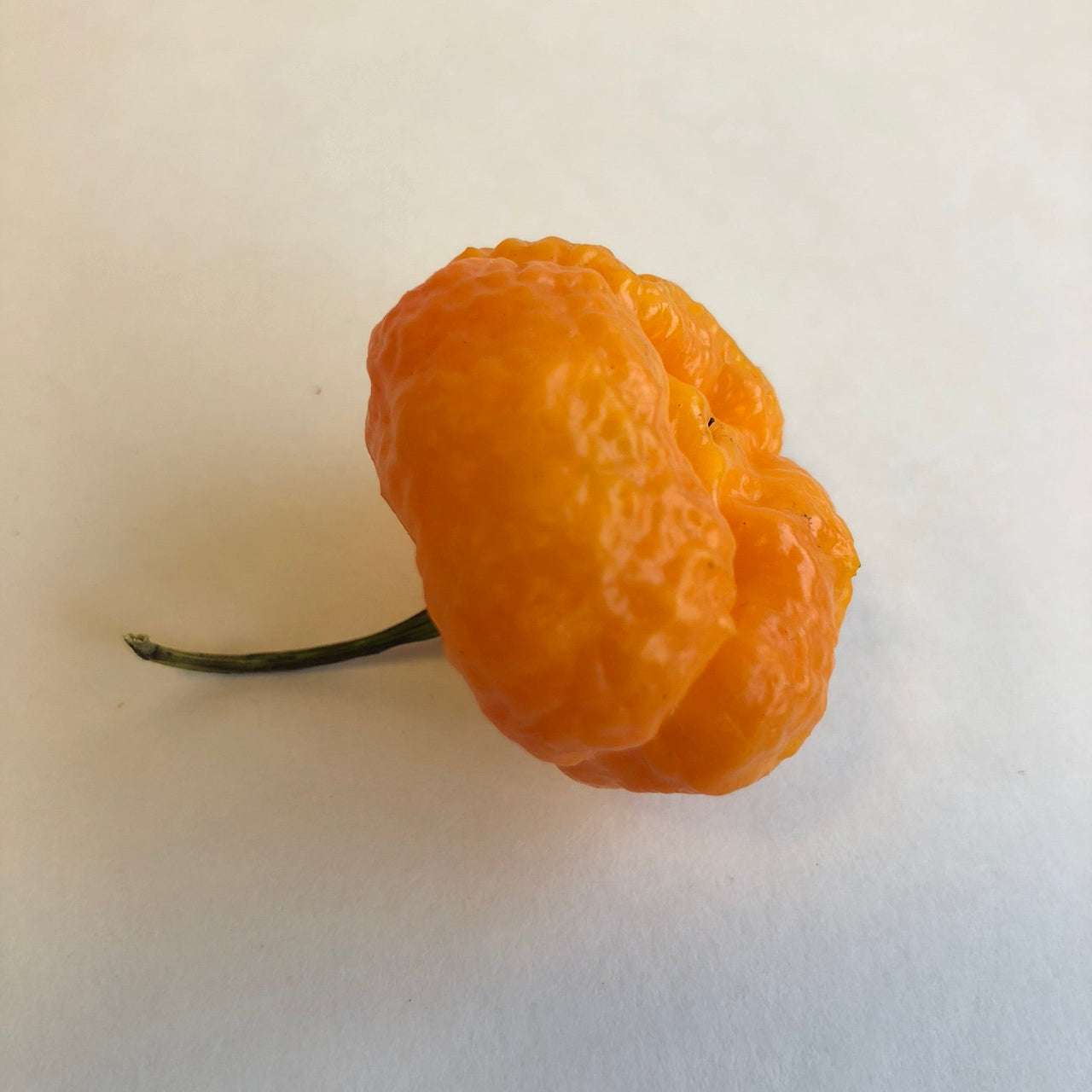 Scotch Brains - Seeds - The Pepper Pantry (Formerly Marie Sharp's)