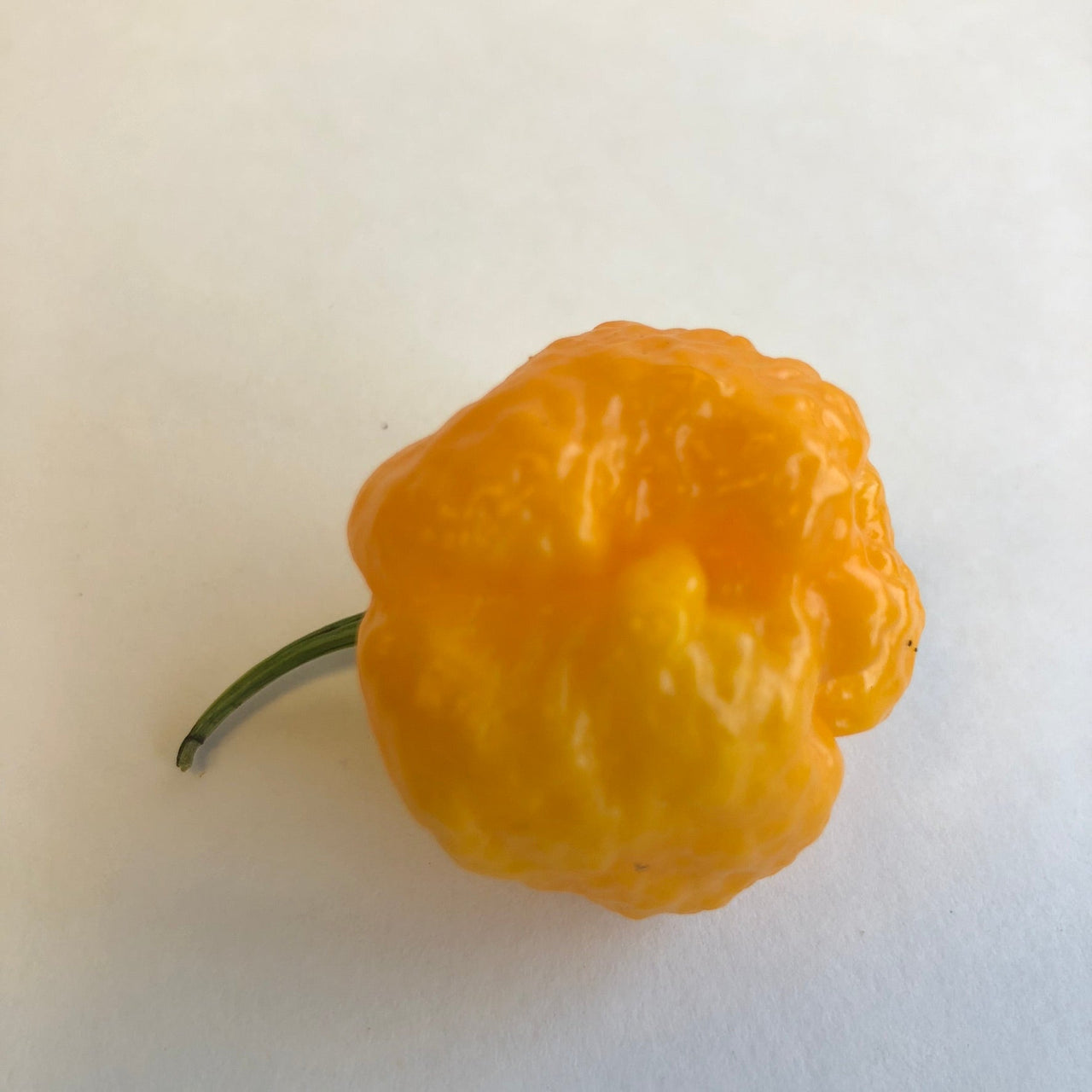 Scotch Brains - Seeds - The Pepper Pantry (Formerly Marie Sharp's)