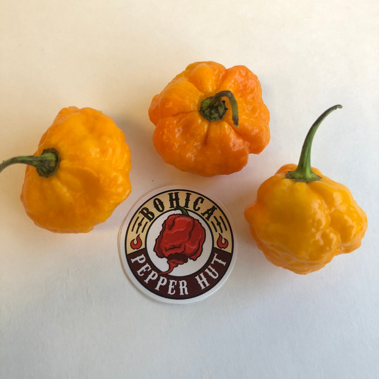 Scotch Brains - Seeds - The Pepper Pantry (Formerly Marie Sharp's)