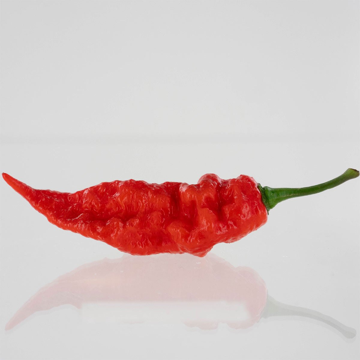 Sepia Reaper x Pimenta de Neyde Pepper Seeds - The Pepper Pantry (Formerly Marie Sharp's)