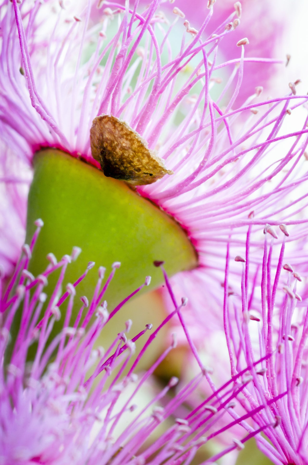 50 RED FLOWERING EUCALYPTUS Sideroxylon Mugga Ironbark Tree Seeds