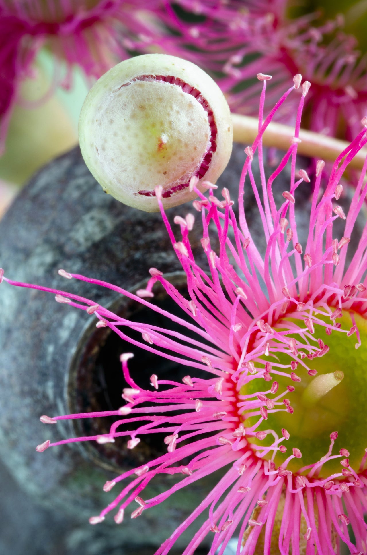 50 RED FLOWERING EUCALYPTUS Sideroxylon Mugga Ironbark Tree Seeds