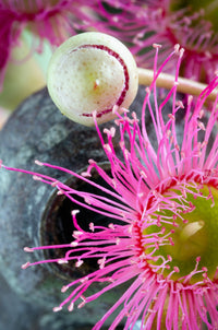 50 RED FLOWERING EUCALYPTUS Sideroxylon Mugga Ironbark Tree Seeds