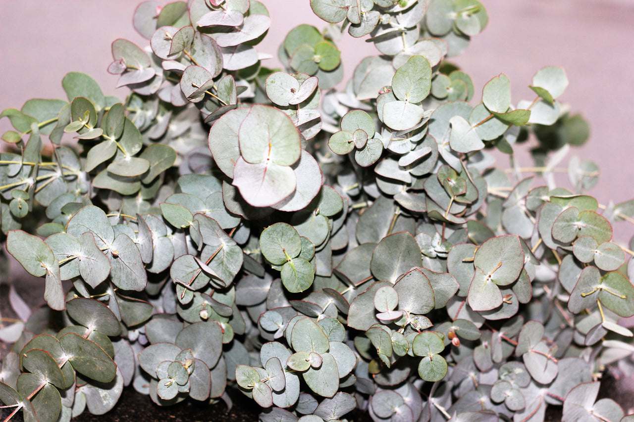 20 SILVER DROP EUCALYPTUS Gunnii Cider Gum Silver Blue Foliage Florist Tree Seeds