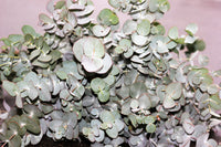 20 SILVER DROP EUCALYPTUS Gunnii Cider Gum Silver Blue Foliage Florist Tree Seeds