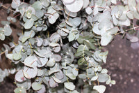 20 SILVER DROP EUCALYPTUS Gunnii Cider Gum Silver Blue Foliage Florist Tree Seeds