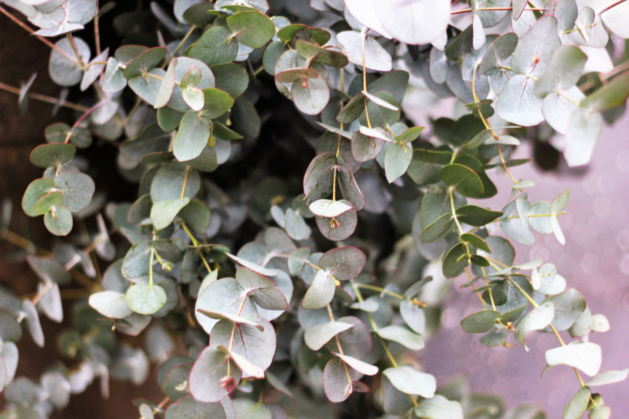 20 SILVER DROP EUCALYPTUS Gunnii Cider Gum Silver Blue Foliage Florist Tree Seeds