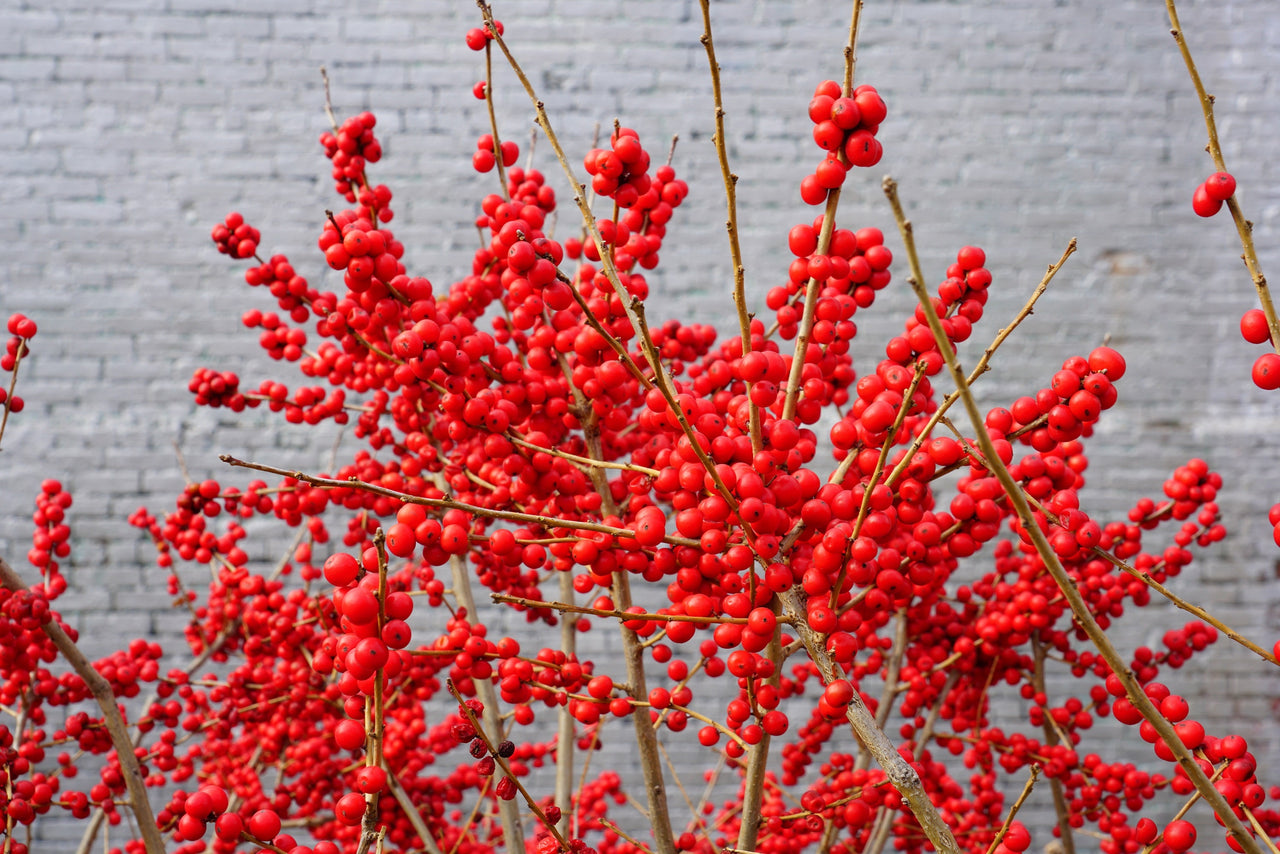 50 WINTERBERRY Holly Ilex Verticillata - Candian Holly / Fever Bush / Black Alder Tree Shrub Red Berry White Flower Seeds