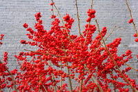 50 WINTERBERRY Holly Ilex Verticillata - Candian Holly / Fever Bush / Black Alder Tree Shrub Red Berry White Flower Seeds