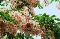 5 PINK SHOWER TREE Cassia Javanica aka Rainbow Shower & Apple Blossom Tree Two Tone Pink, White, Yellow Flower Seeds