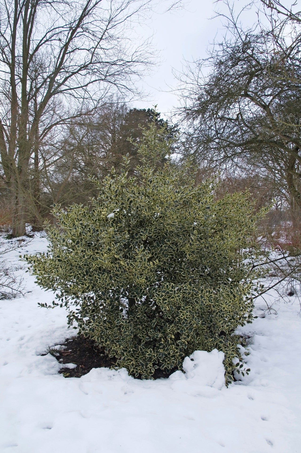 40 ENGLISH HOLLY Ilex Aquifolium aka European Common or Christmas Holly Evergreen Tree Shrub Berry Seeds