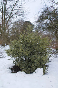 40 ENGLISH HOLLY Ilex Aquifolium aka European Common or Christmas Holly Evergreen Tree Shrub Berry Seeds
