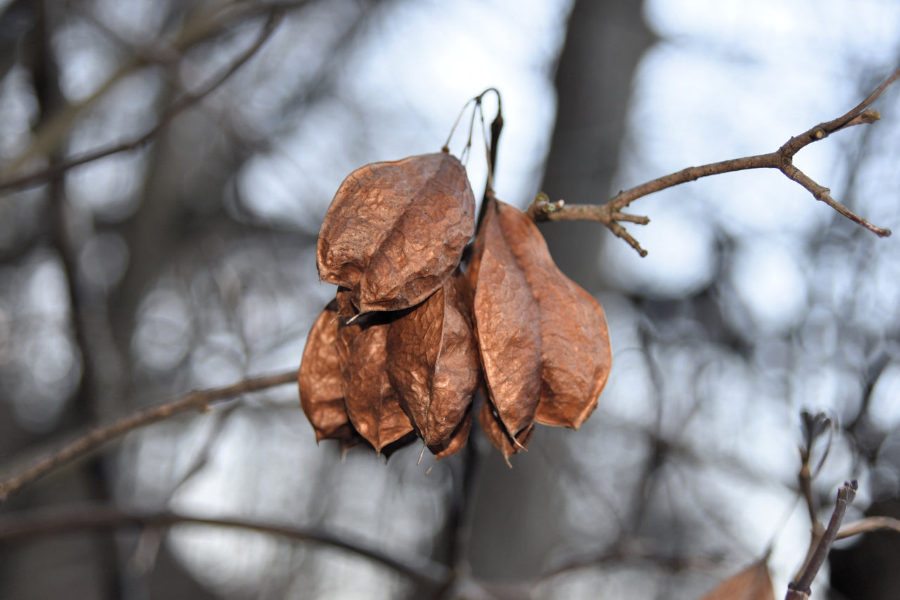 5 AMERICAN BLADDERNUT Tree Staphylea Trifolia Shrub Green Pod White Flower Seeds