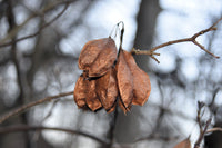5 AMERICAN BLADDERNUT Tree Staphylea Trifolia Shrub Green Pod White Flower Seeds
