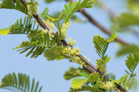 10 INDIAN GOOSEBERRY Phyllanthus Emblica Emblic Edible Fruit Tree Seeds