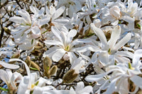 5 STAR MAGNOLIA Stellata TREE Seeds - Fragrant White to Pink Big 4