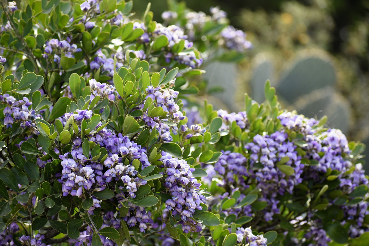 10 TEXAS Mountain LAUREL Sophora Secundiflora Mescal Tree Purple Flower Seeds