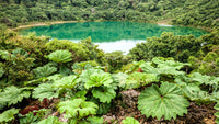 10 GUNNERA INSIGNIS Giant Rhubarb (Leaves up to 6' Wide, Red Flower Spikes to 3') Dinosaur Plant Seeds