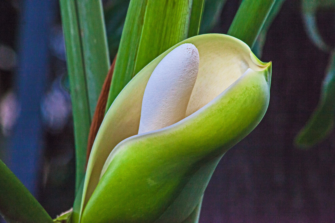 15 Lacy TREE PHILODENDRON Split Leaf Cut-leaf Selloum House Plant Seeds