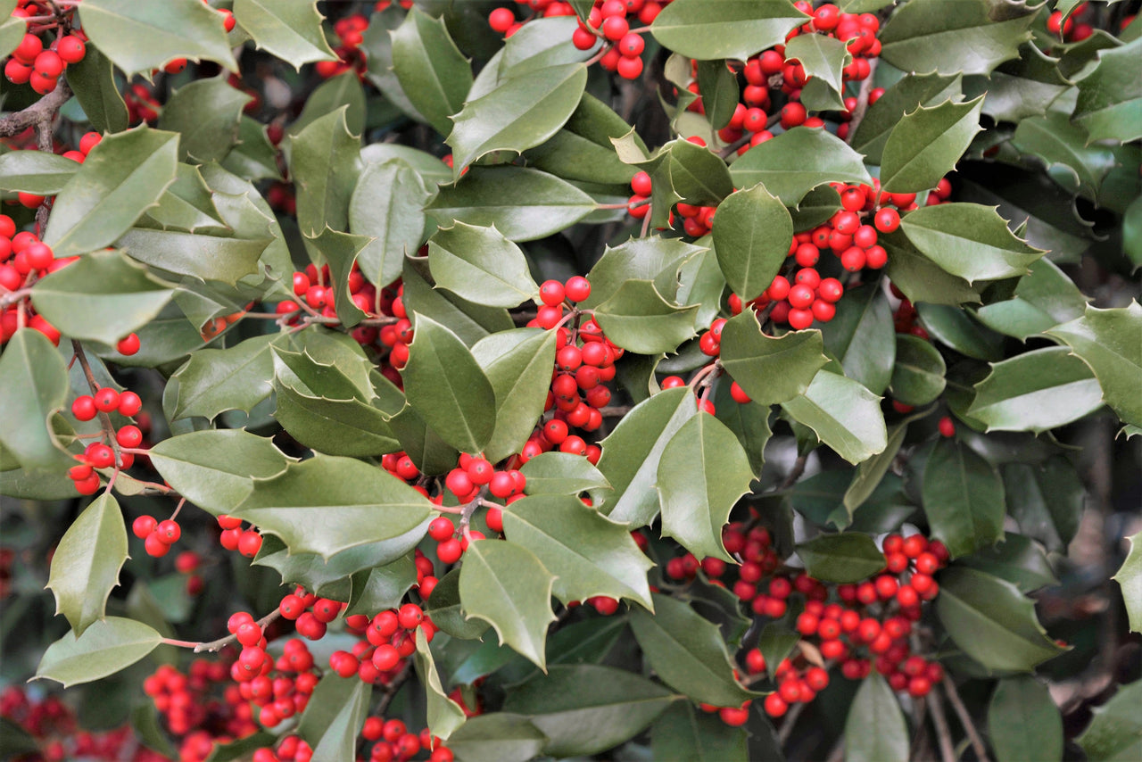 40 AMERICAN HOLLY Ilex Opaca Tree Shrub Evergreen Red Berry Seeds - aka White Holly, Prickly Holly, Christmas Holly, Yule Holly