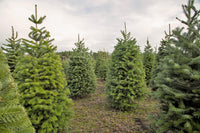 Grow Your Own CHRISTMAS TREE - Douglas Fir ( Pseudotsuga Menziesii ) Gift Packet of Tree Seeds