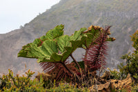 10 GUNNERA INSIGNIS Giant Rhubarb (Leaves up to 6' Wide, Red Flower Spikes to 3') Dinosaur Plant Seeds