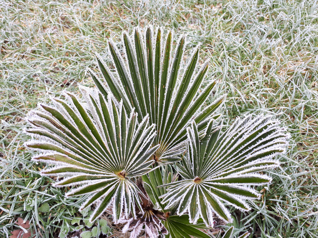 10 WAGNER WINDMILL PALM Dwarf Chusa Trachycarpus Fortunei Wagnerianus Tree Houseplant Seeds