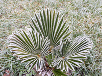 10 WAGNER WINDMILL PALM Dwarf Chusa Trachycarpus Fortunei Wagnerianus Tree Houseplant Seeds