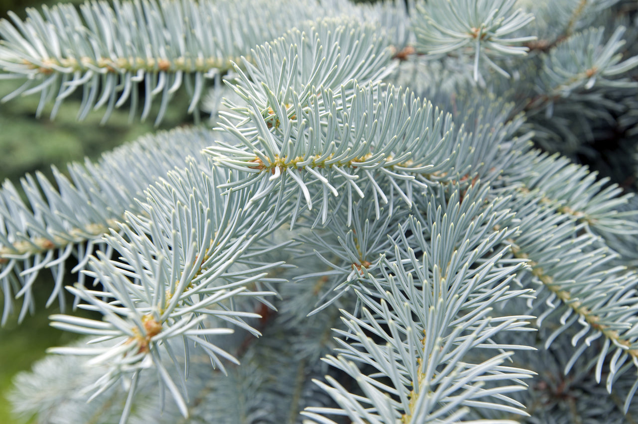 50 Colorado BLUE SPRUCE Tree Picea Pungens Glauca Christmas Tree White Silver Spruce Evergreen Seeds