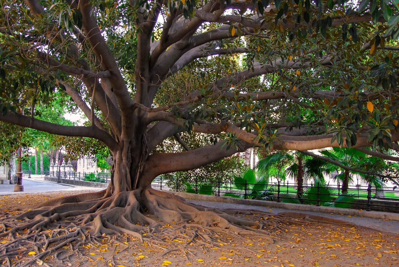 50 BANYAN / BANYAN FIG TREE East Indian Ficus Benghalensis Aerial Root Houseplant Seeds
