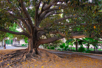 50 BANYAN / BANYAN FIG TREE East Indian Ficus Benghalensis Aerial Root Houseplant Seeds