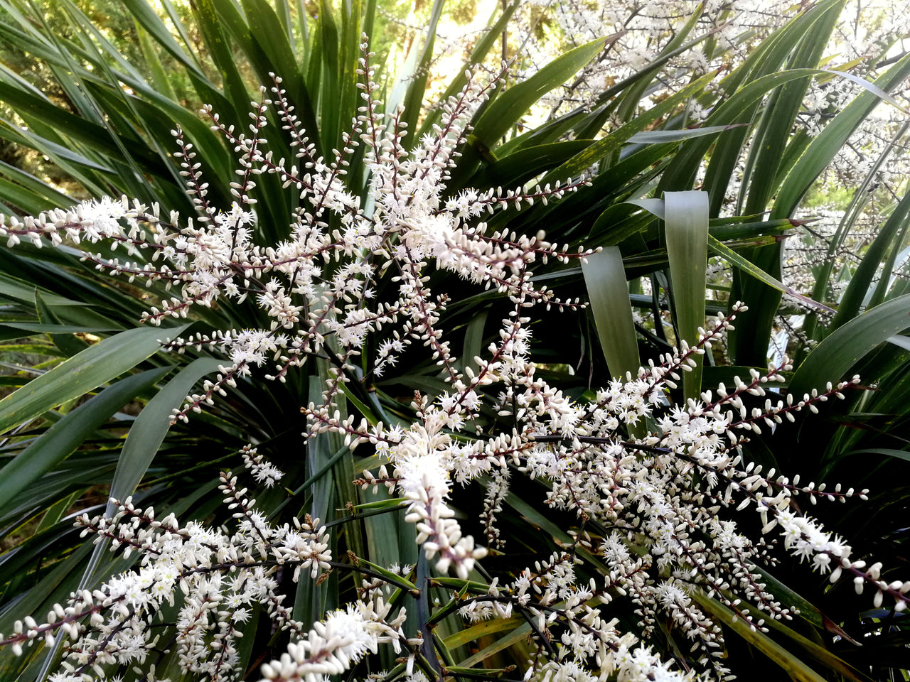 25 BLUE DRACAENA ( Spikes / Broad Leaved Cabbage Tree / Mountain Cabbage ) Cordyline Indivisa Flower Seeds