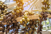 5 GREEN SAW PALMETTO Serenoa Repens American Dwarf Palm Tree Shrub Edible Fruit Sun or Shade Seeds