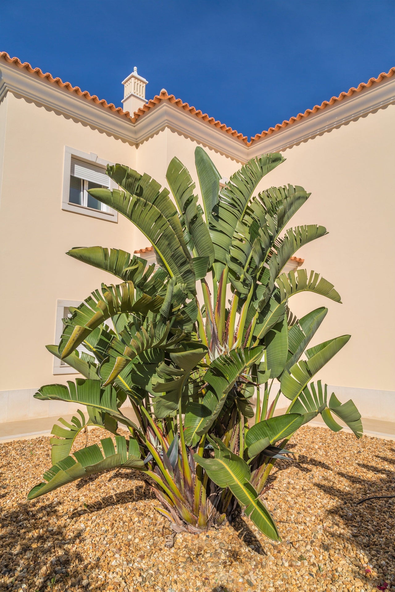 5 GIANT BIRD OF PARADISE Tree Strelitzia Nicolai Wild Banana White Crane Blue Purple Flower Houseplant Seeds