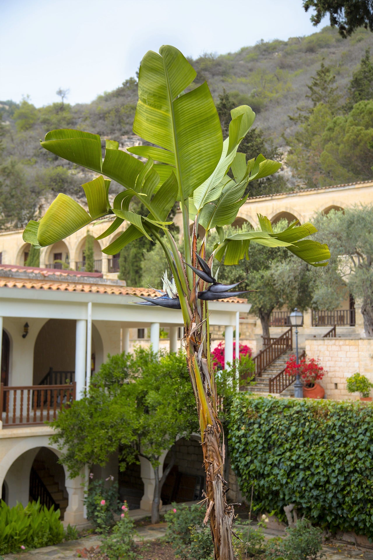 5 GIANT BIRD OF PARADISE Tree Strelitzia Nicolai Wild Banana White Crane Blue Purple Flower Houseplant Seeds