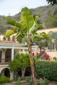 5 GIANT BIRD OF PARADISE Tree Strelitzia Nicolai Wild Banana White Crane Blue Purple Flower Houseplant Seeds