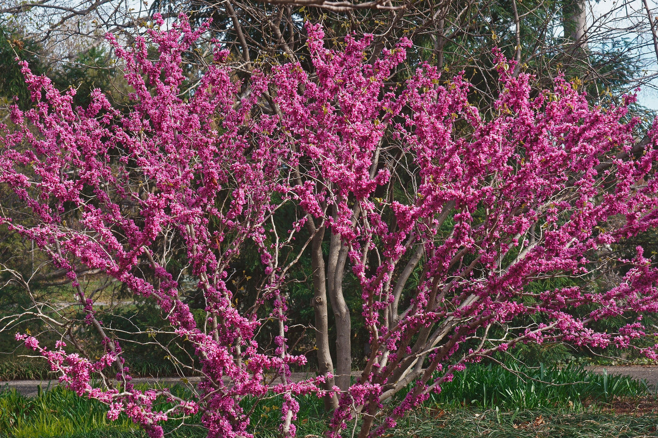 40 CHINESE REDBUD Cercis Chinensis Shrub Small Tree Pink Purple Flower Seeds