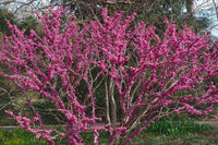40 CHINESE REDBUD Cercis Chinensis Shrub Small Tree Pink Purple Flower Seeds