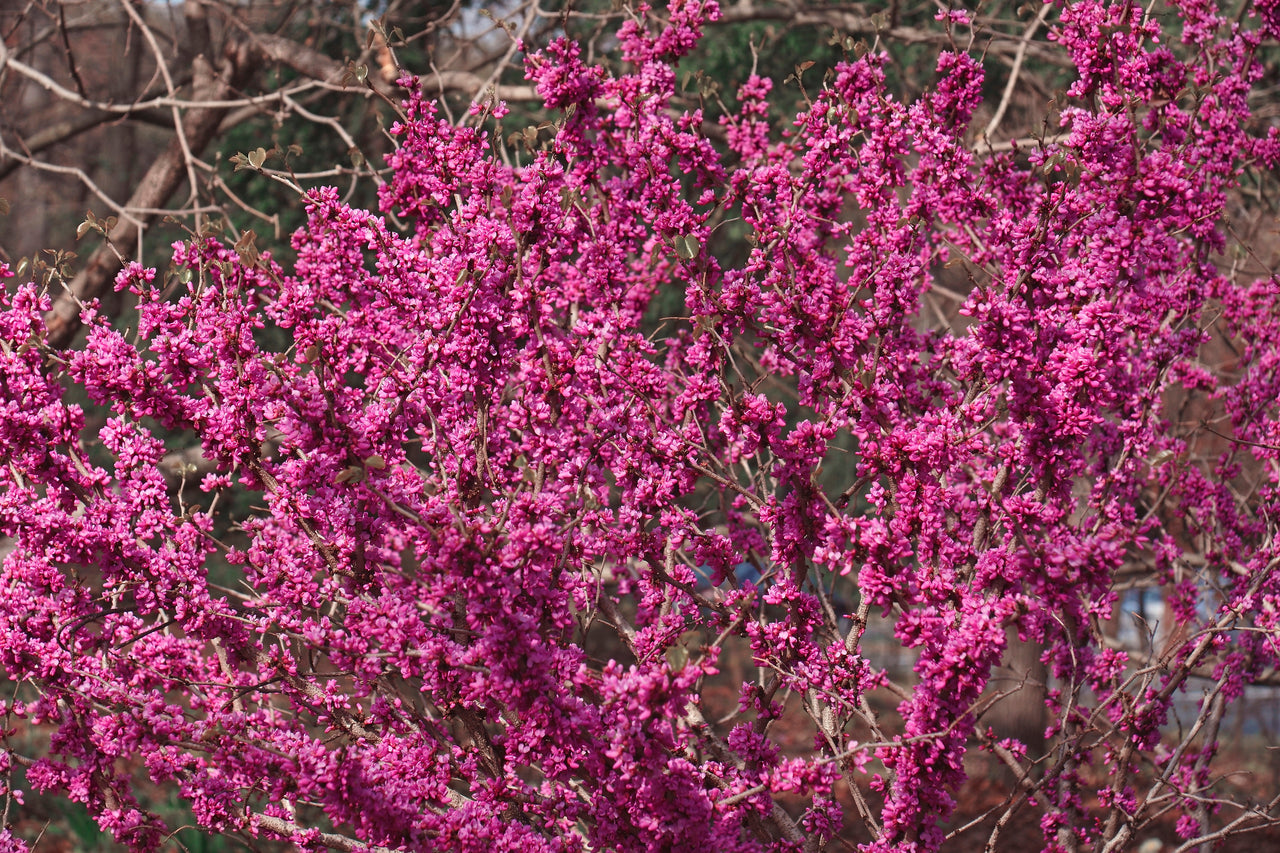 40 CHINESE REDBUD Cercis Chinensis Shrub Small Tree Pink Purple Flower Seeds