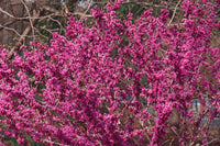 40 CHINESE REDBUD Cercis Chinensis Shrub Small Tree Pink Purple Flower Seeds