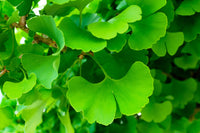 10 GINKGO BILOBA Maidenhair Tree Yellow Fall Orange